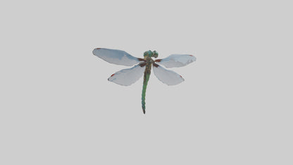 Dragonfly Body 3D model