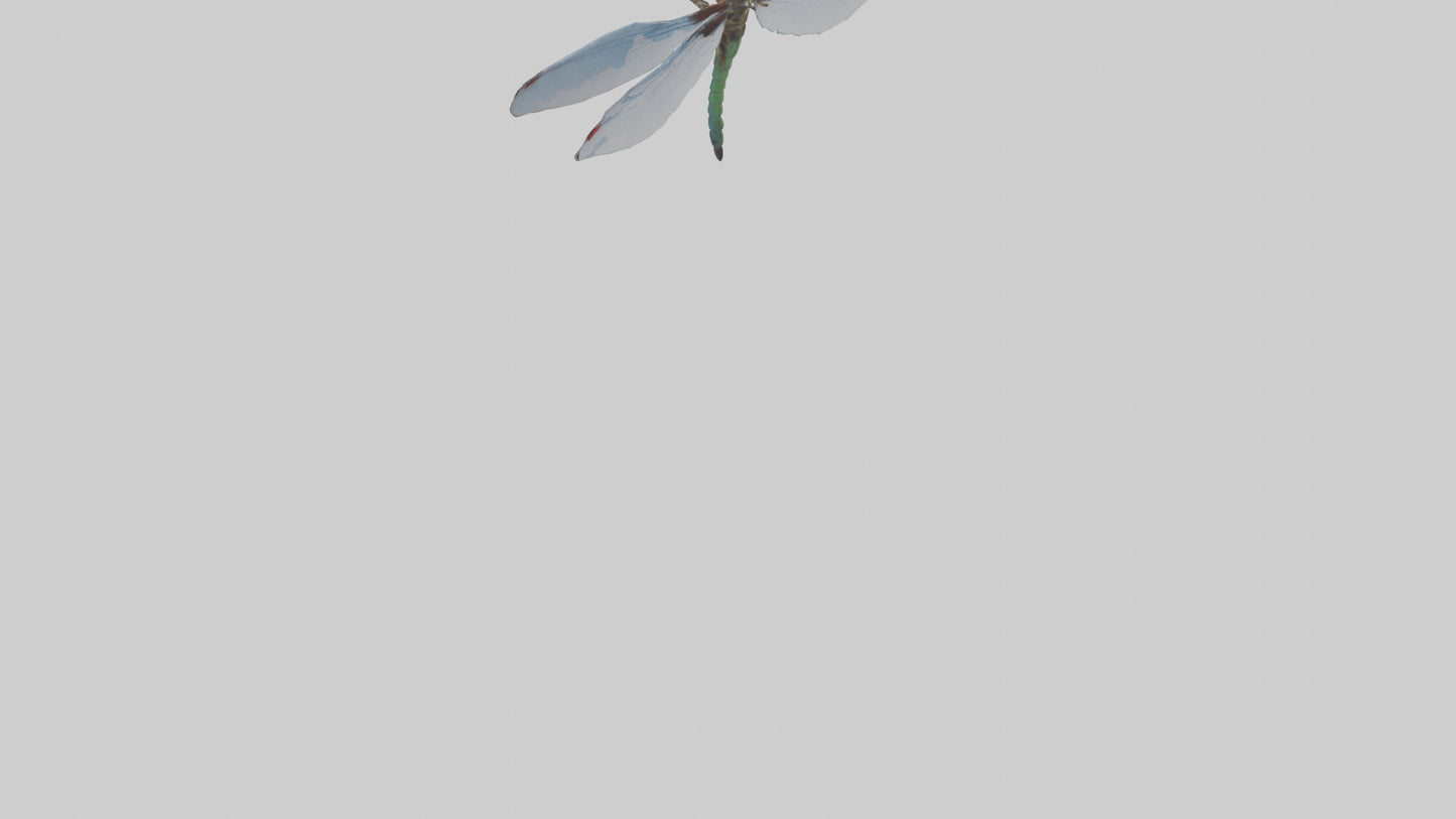 Dragonfly Body 3D model