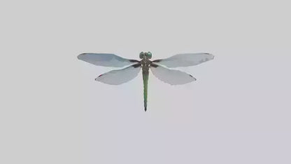 Dragonfly Body 3D model