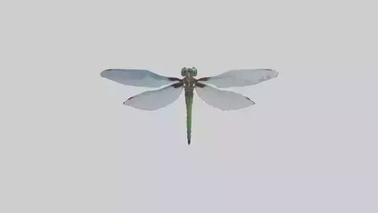 Dragonfly Body 3D model