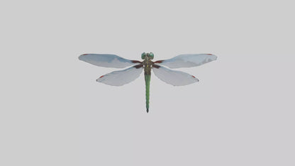 Dragonfly Body 3D model