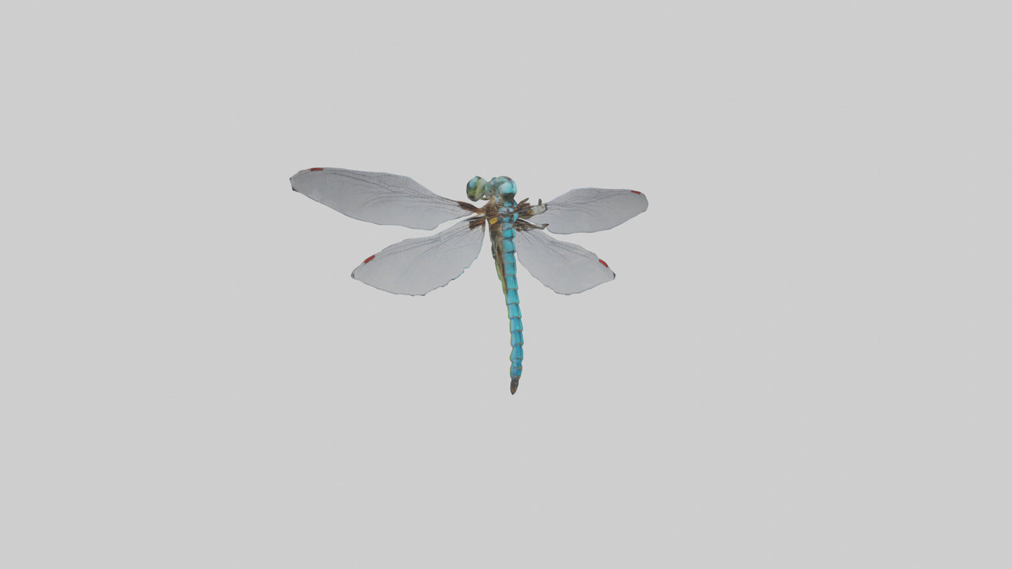 Dragonfly Body 3D model