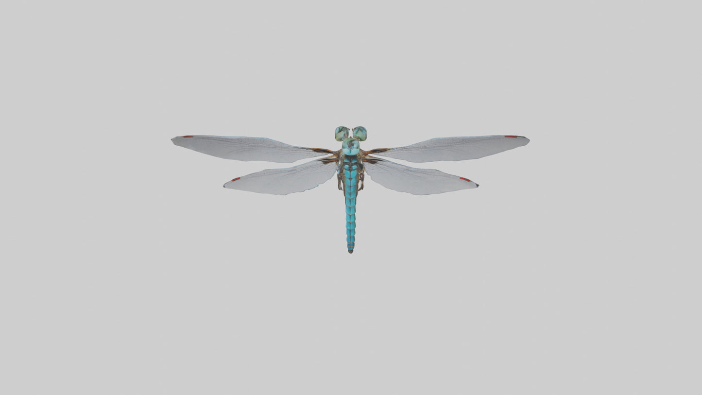 Dragonfly Body 3D model