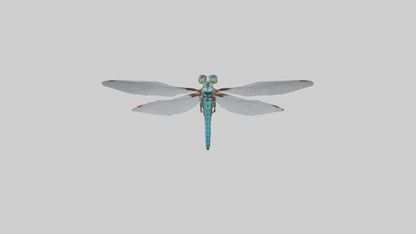 Dragonfly Body 3D model
