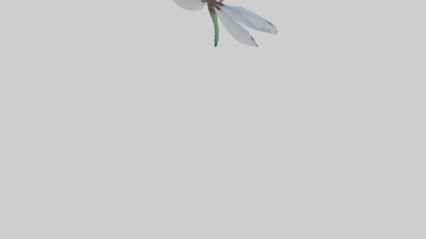Dragonfly Body 3D model