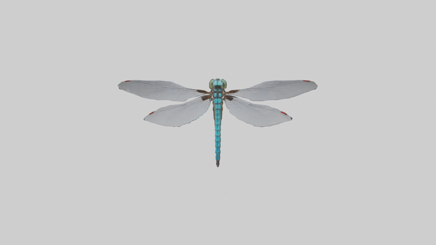Dragonfly Body 3D model