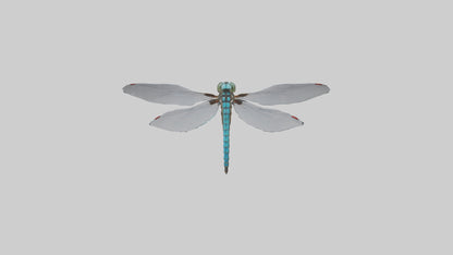 Dragonfly Body 3D model