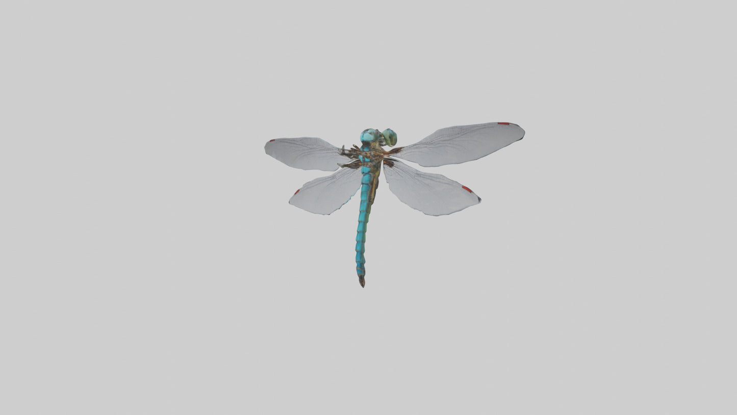 Dragonfly Body 3D model