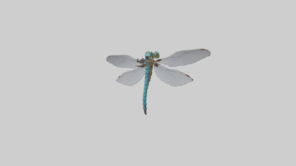 Dragonfly Body 3D model