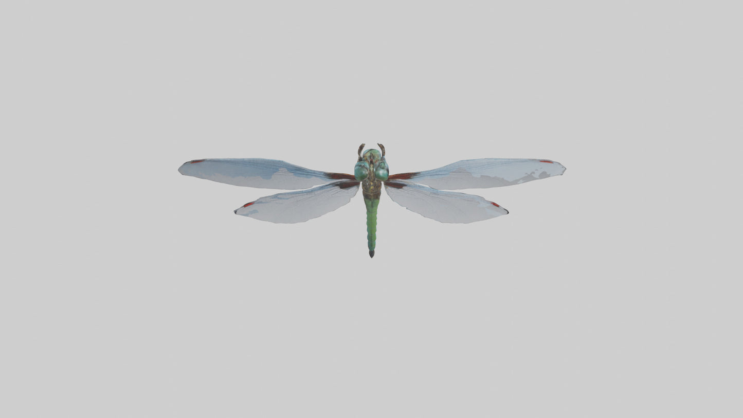 Dragonfly Body 3D model