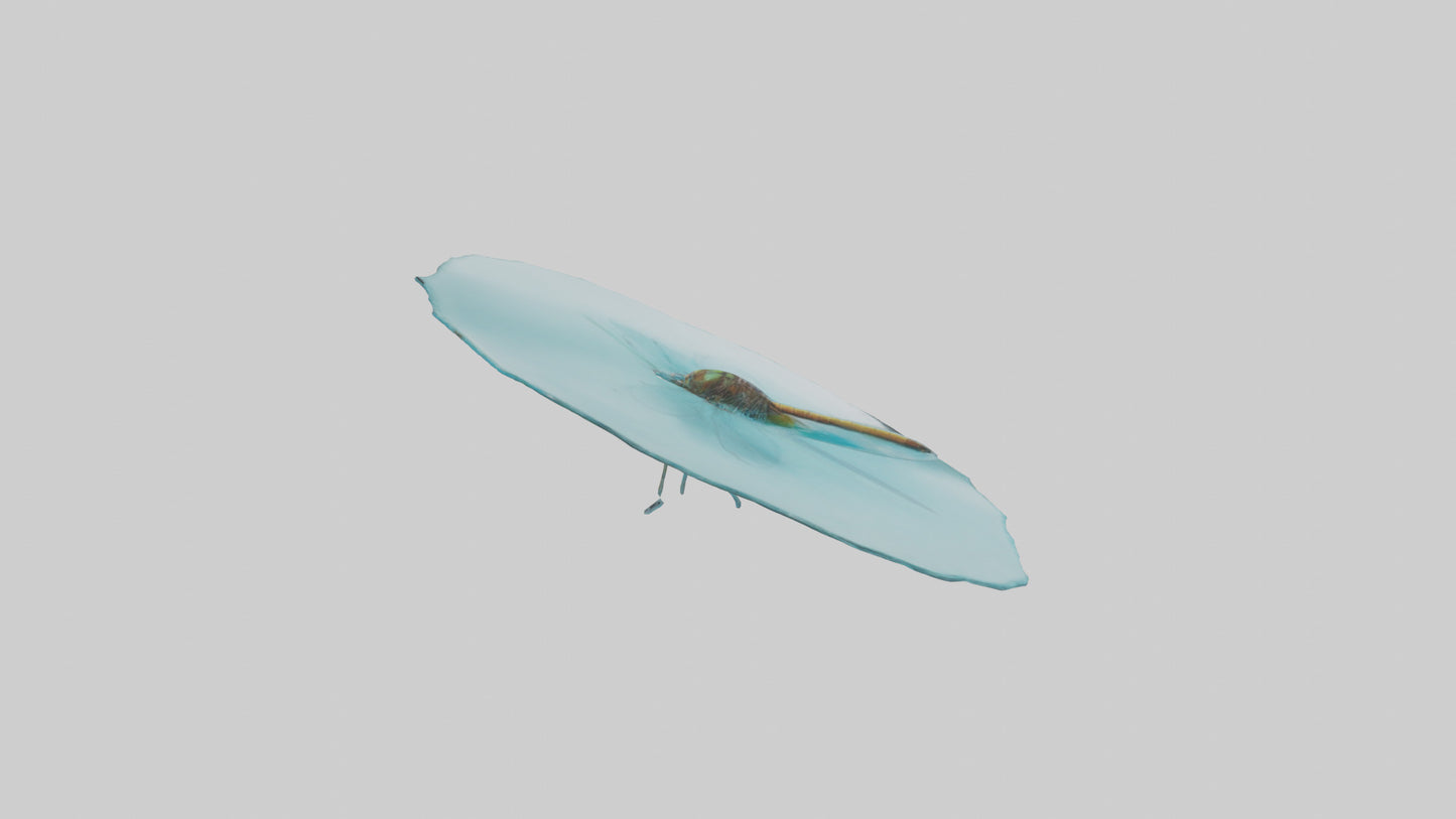 Dragonfly hovering over water model 3D model