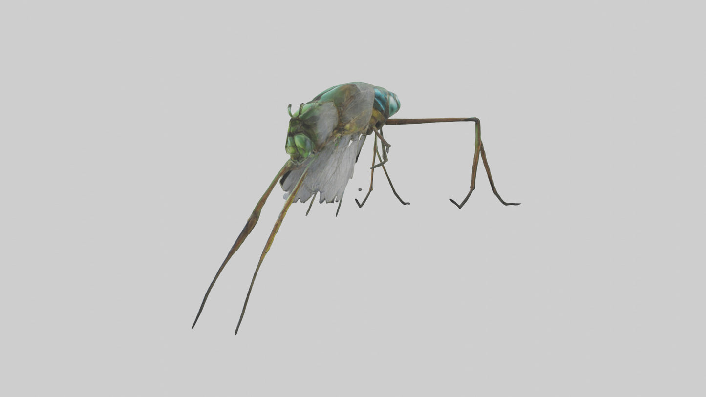 Dragonfly Legs Model 3D model
