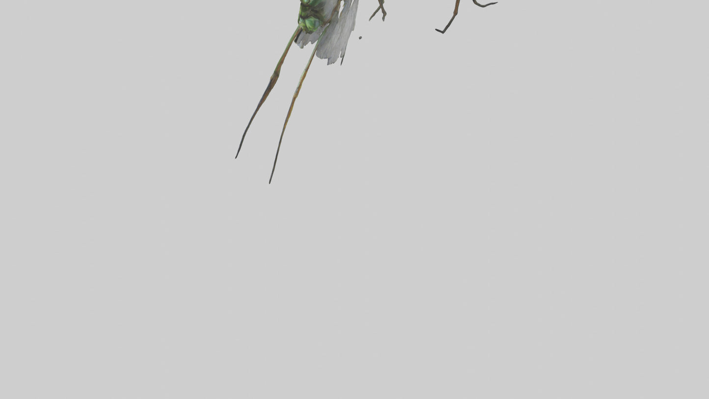 Dragonfly Legs Model 3D model