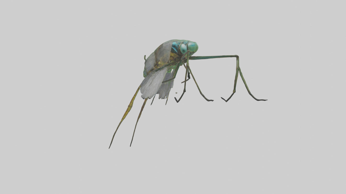 Dragonfly Legs Model 3D model