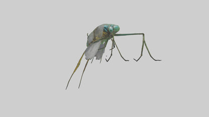 Dragonfly Legs Model 3D model