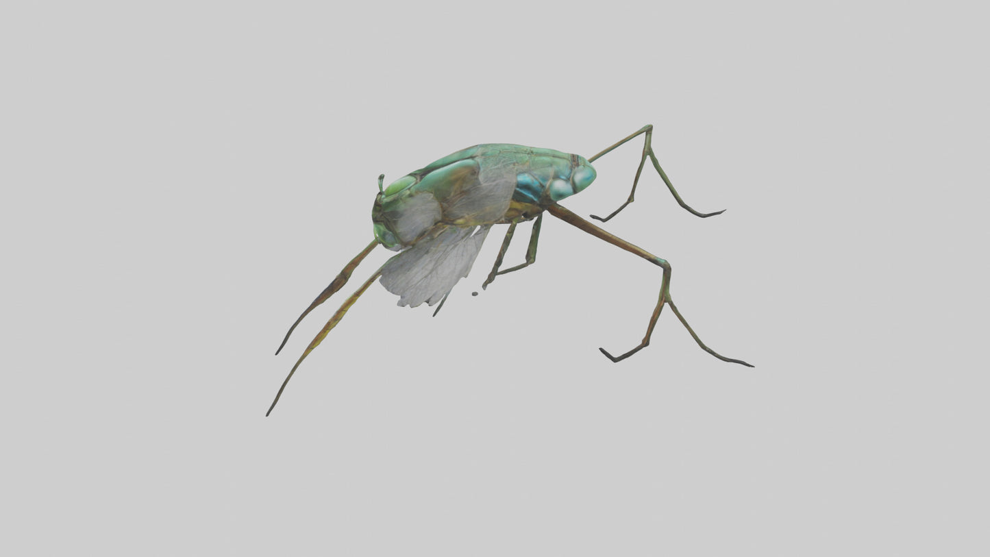 Dragonfly Legs Model 3D model