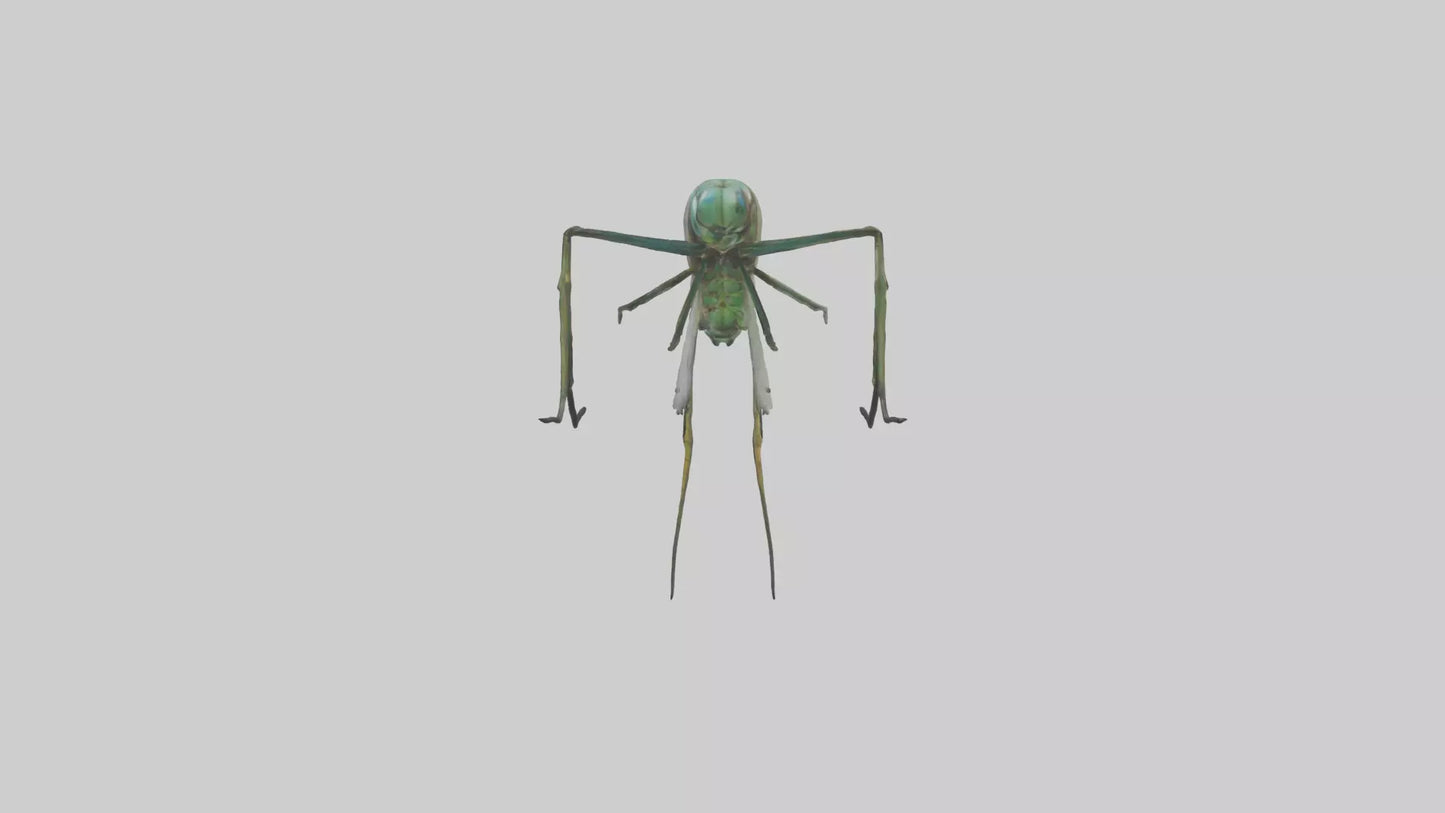 Dragonfly Legs Model 3D model