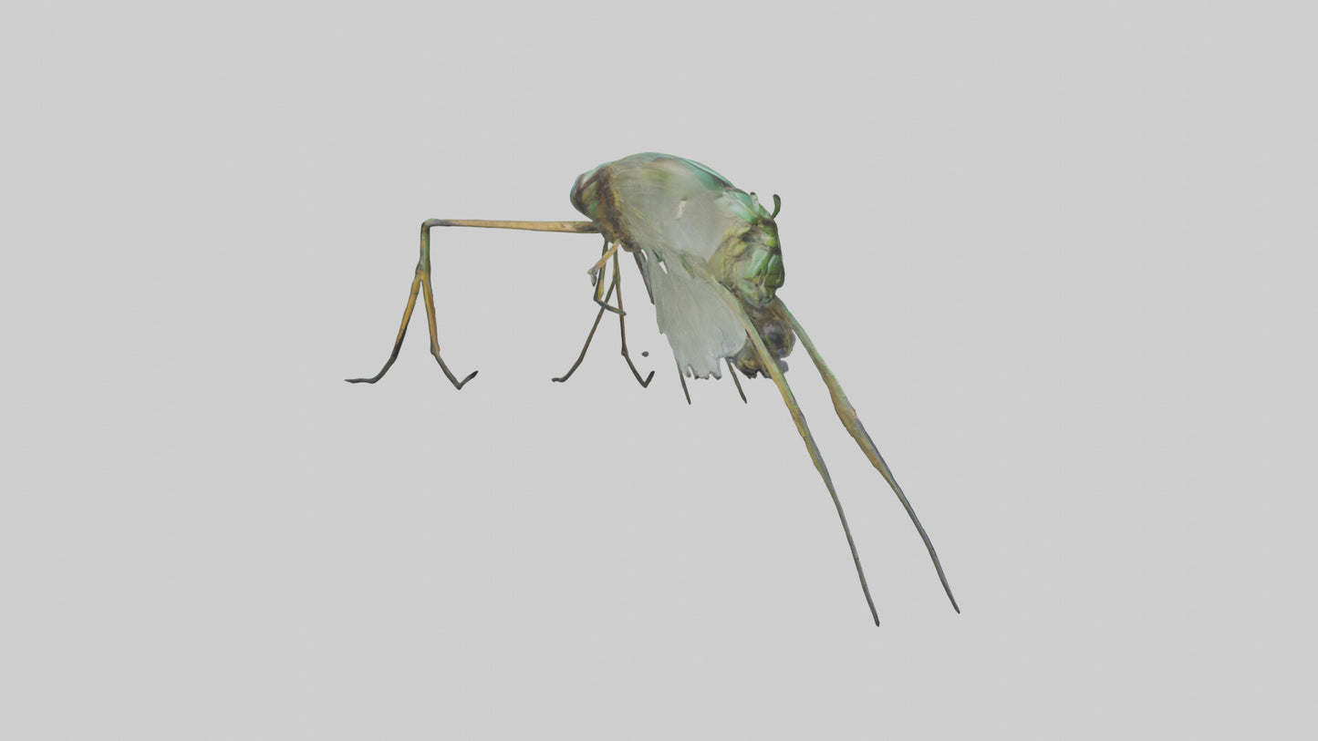 Dragonfly Legs Model 3D model
