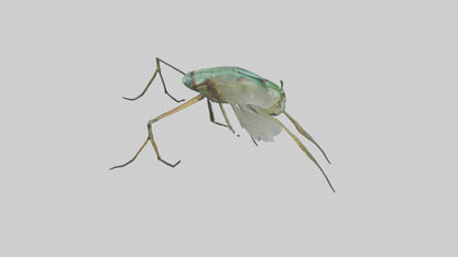 Dragonfly Legs Model 3D model