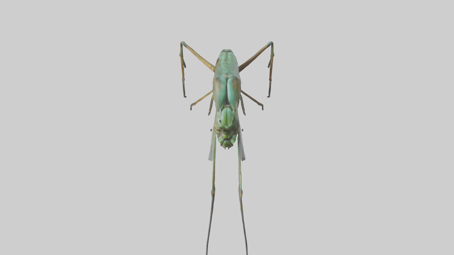 Dragonfly Legs Model 3D model