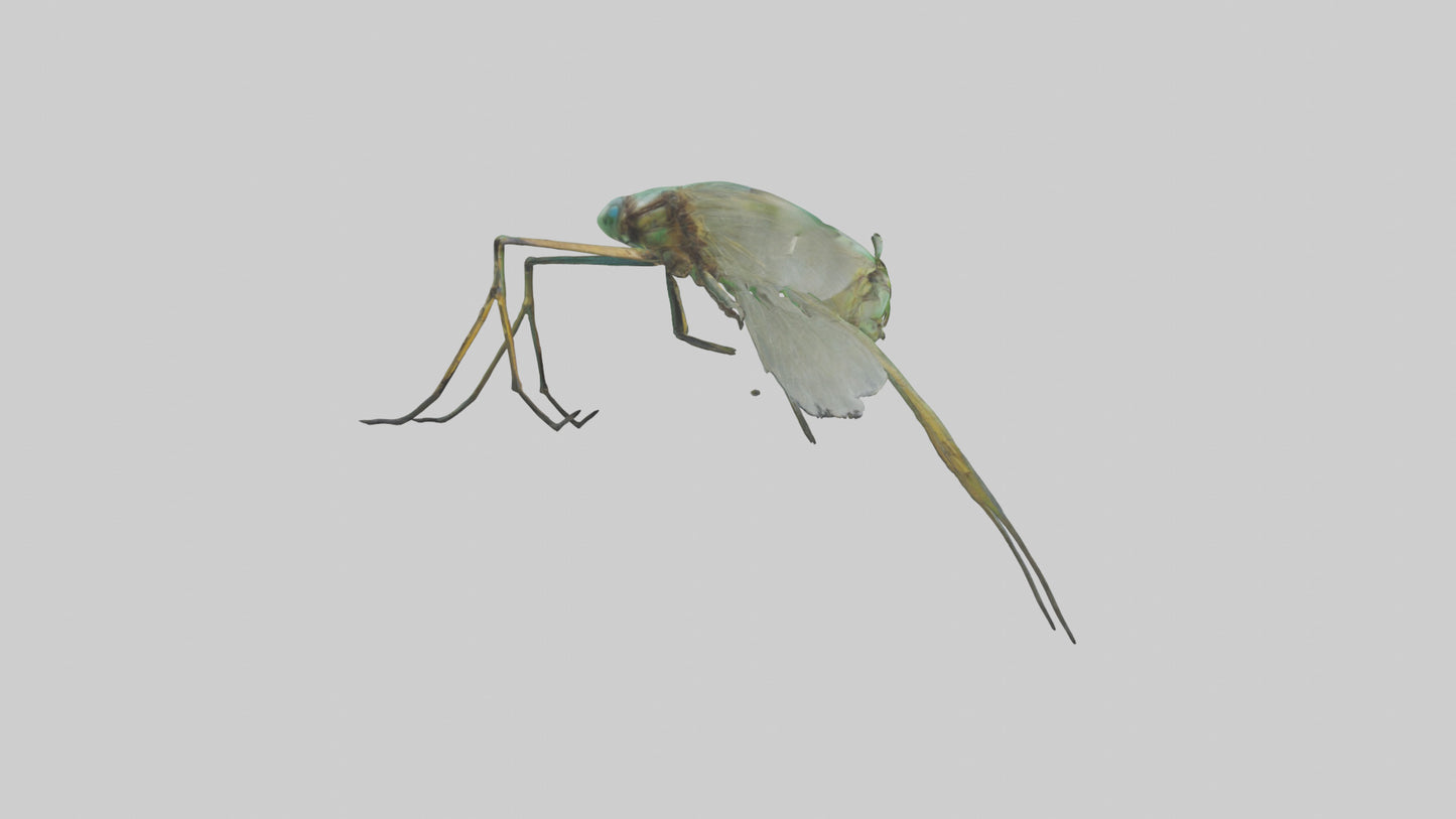 Dragonfly Legs Model 3D model