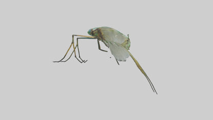 Dragonfly Legs Model 3D model