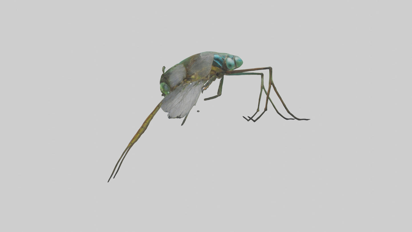 Dragonfly Legs Model 3D model