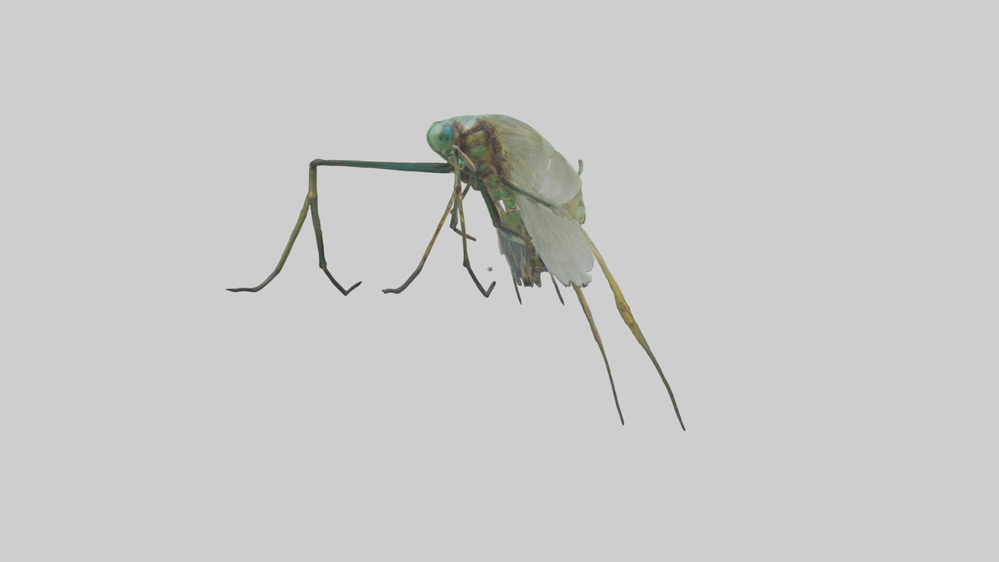 Dragonfly Legs Model 3D model