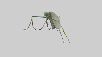 Dragonfly Legs Model 3D model
