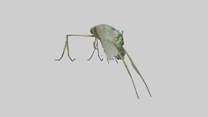 Dragonfly Legs Model 3D model