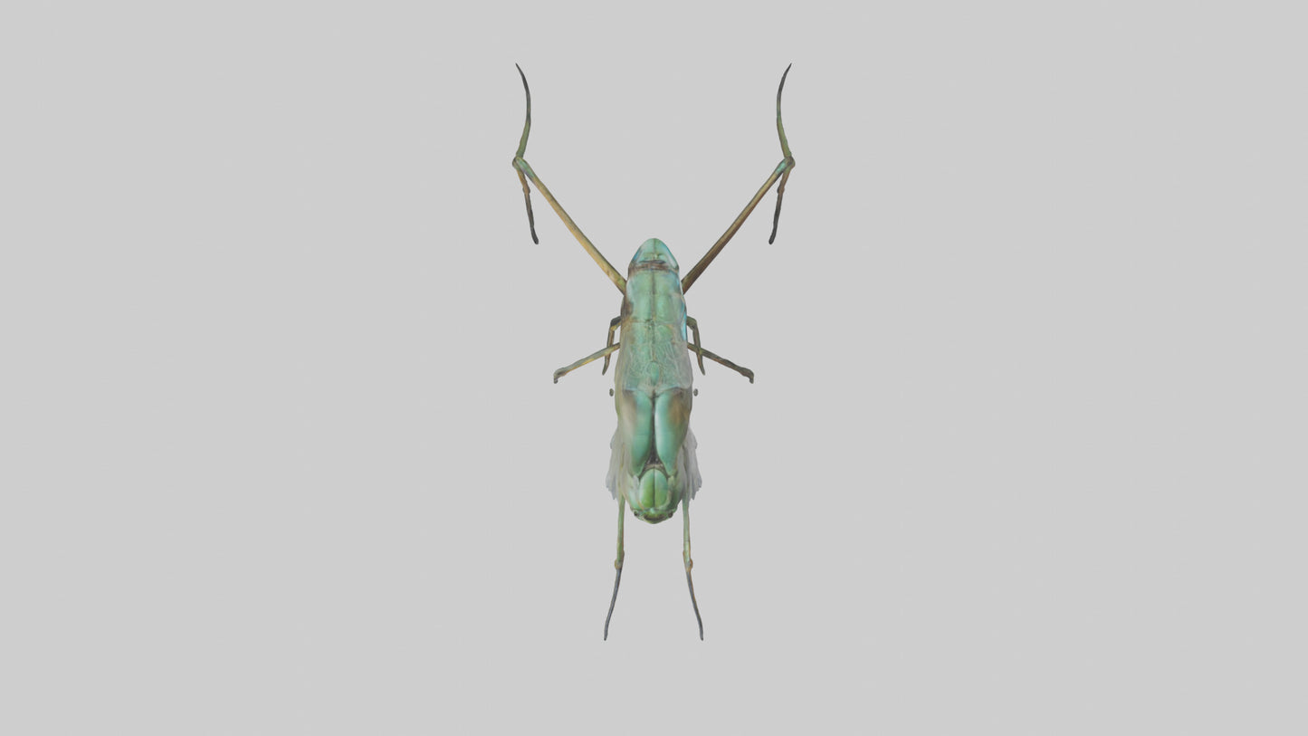 Dragonfly Legs Model 3D model