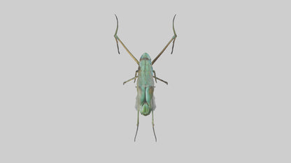 Dragonfly Legs Model 3D model