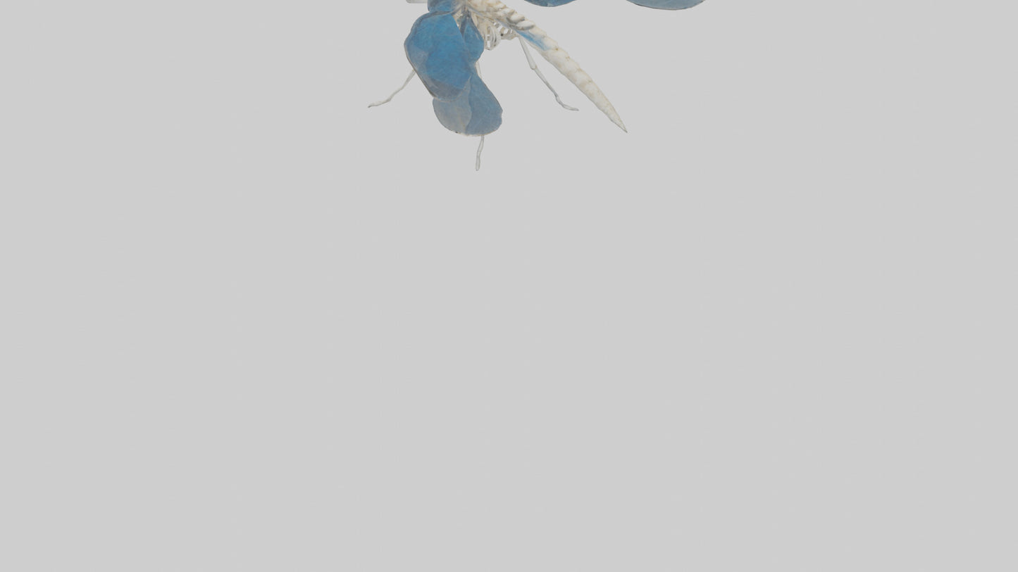 Dragonfly Skeleton model 3D model