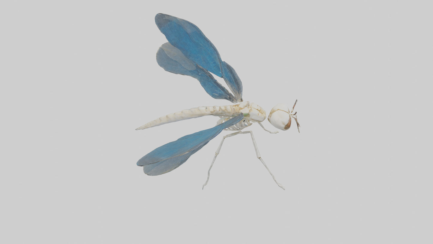 Dragonfly Skeleton model 3D model