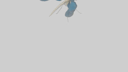 Dragonfly Skeleton model 3D model