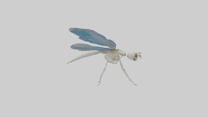 Dragonfly Skeleton model 3D model