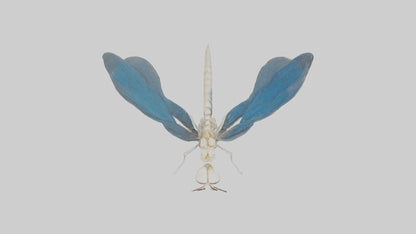 Dragonfly Skeleton model 3D model