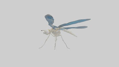 Dragonfly Skeleton model 3D model