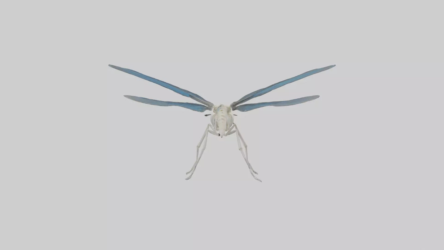 Dragonfly Skeleton model 3D model