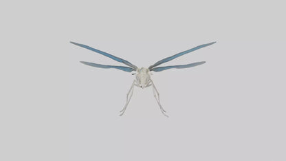 Dragonfly Skeleton model 3D model