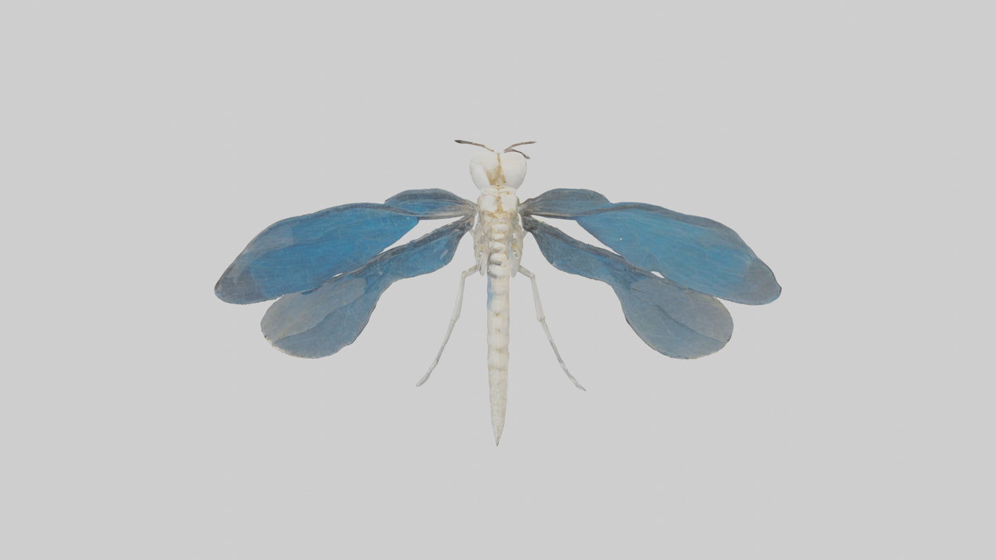Dragonfly Skeleton model 3D model