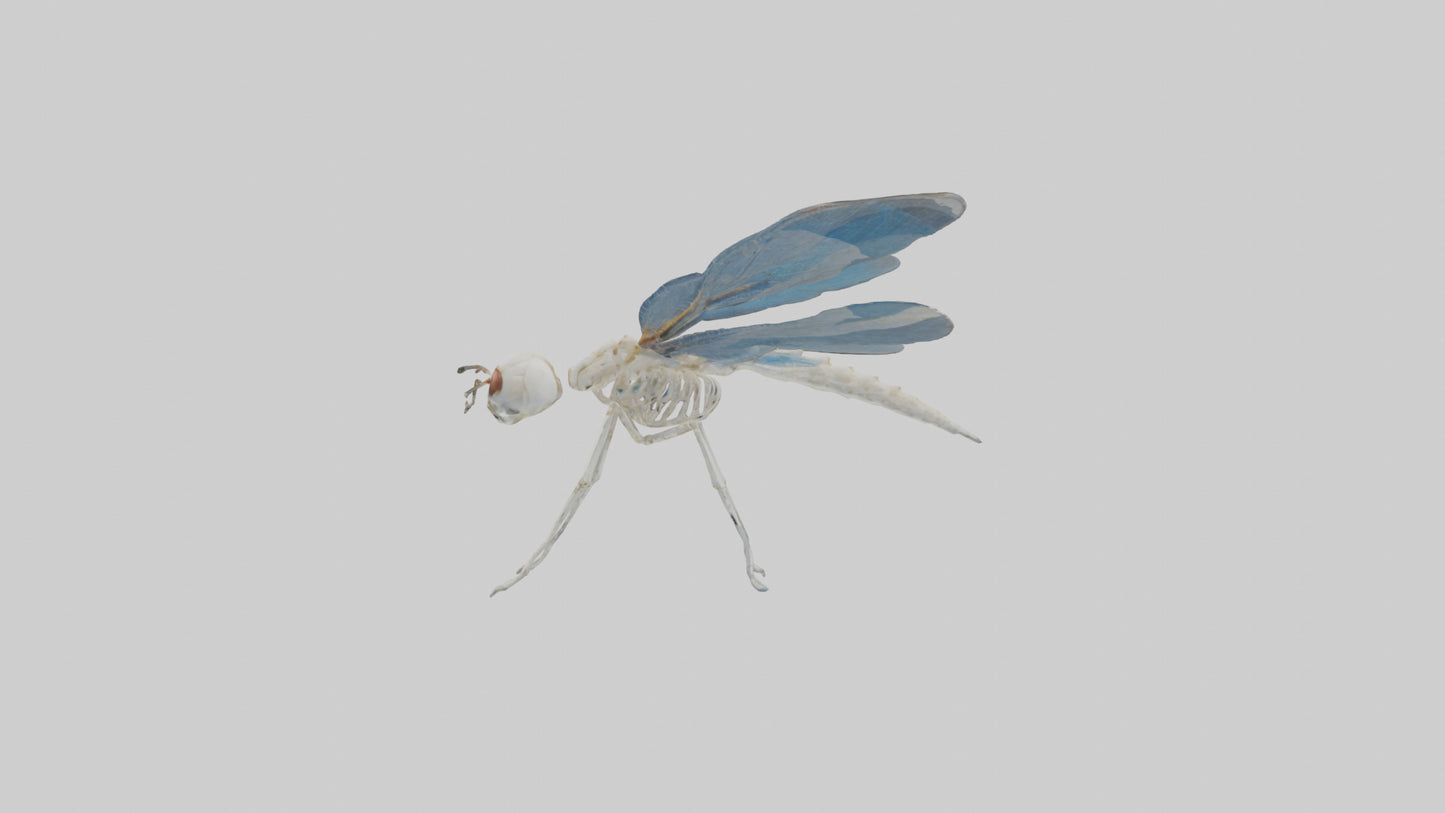 Dragonfly Skeleton model 3D model