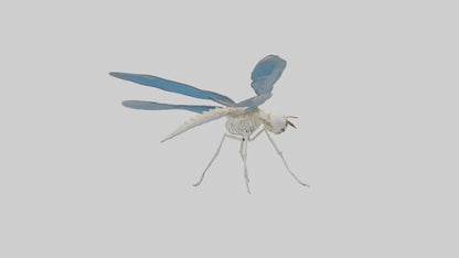 Dragonfly Skeleton model 3D model
