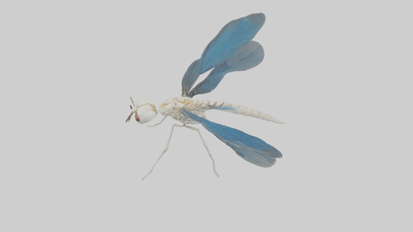 Dragonfly Skeleton model 3D model