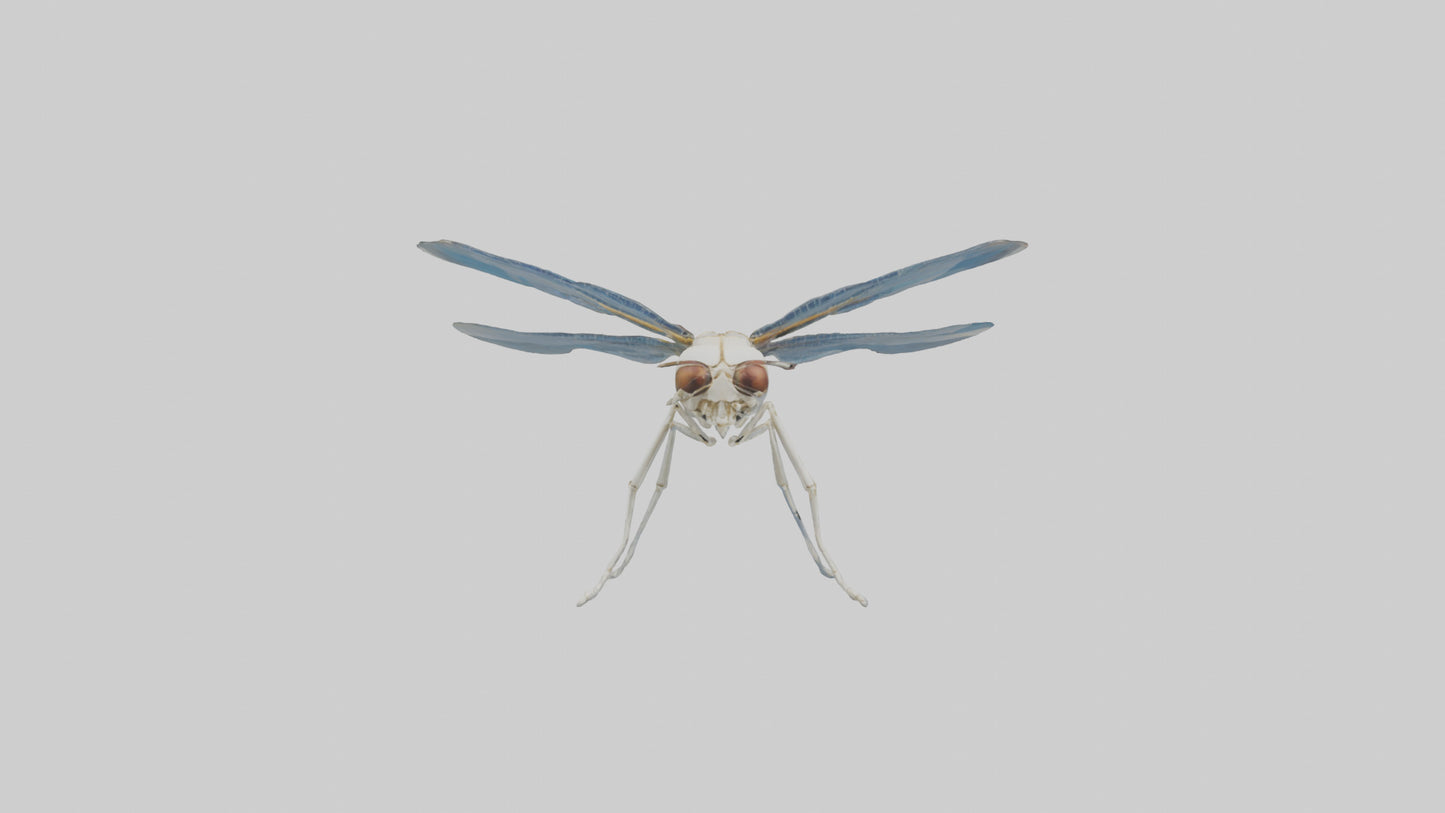Dragonfly Skeleton model 3D model