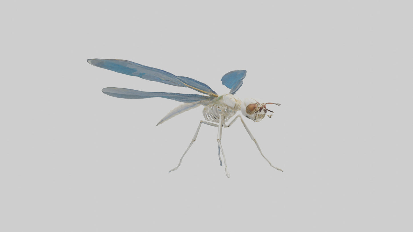 Dragonfly Skeleton model 3D model