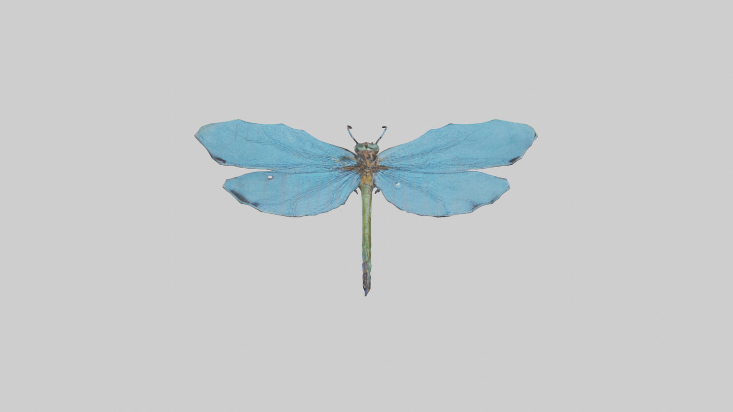 Dragonfly Wings 3D model