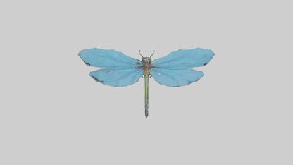 Dragonfly Wings 3D model