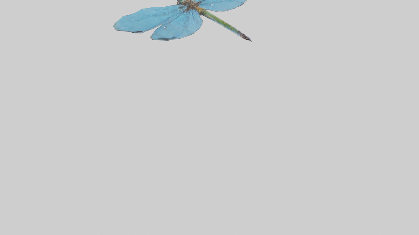 Dragonfly Wings 3D model