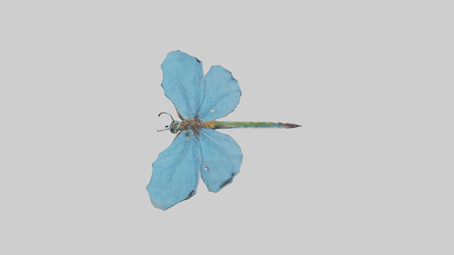 Dragonfly Wings 3D model